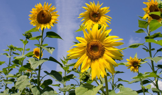 875355 (a): :2880x1694